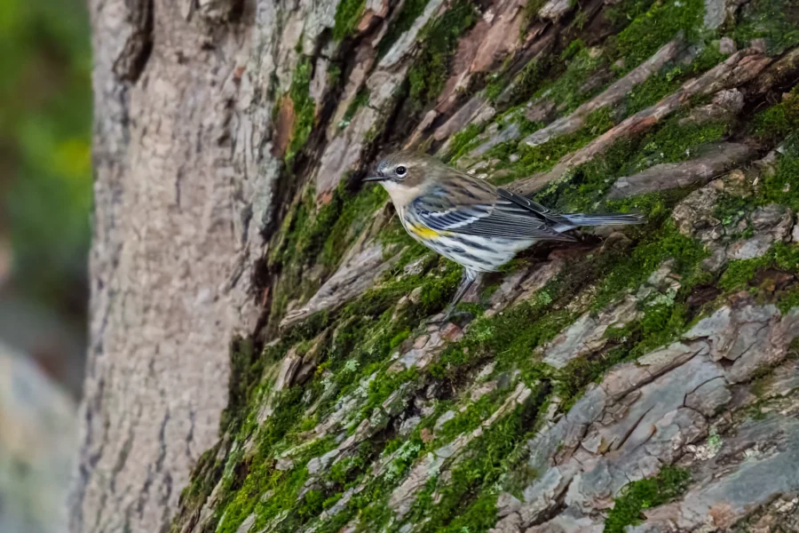 BOR - 10-15-2025 - 0171920 A small bird with yellow, black, and white markings perches on a mossy tree trunk.