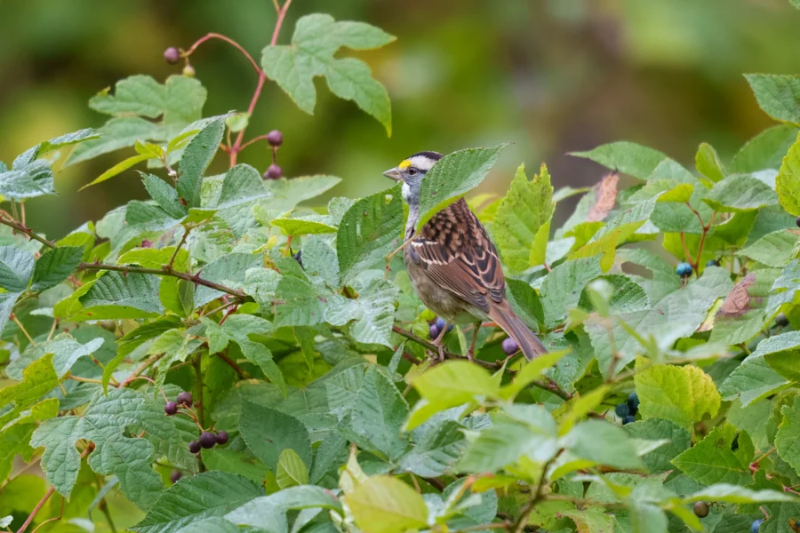 A small brown and white bird with a yellow patch above its eye perches amid green leaves and branches, with clusters of dark berries visible.