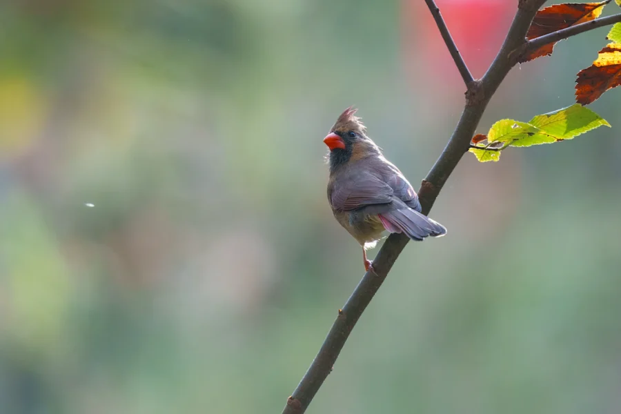 A bird with a reddish beak and crest is perched on a slanted branch with a blurred green and red background.