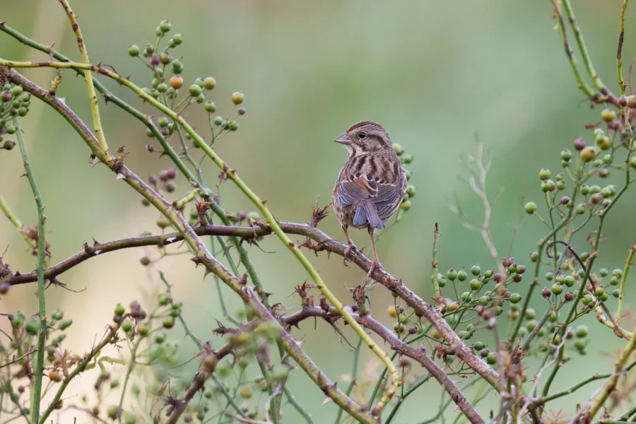 A small brown bird with streaked feathers perches on a thorny branch with green berries, against a blurred green background.