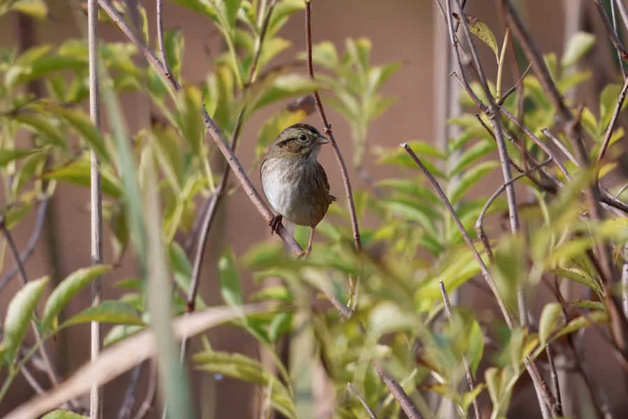 A small brown bird perched on a thin branch among green leaves and stems in a garden or natural setting.