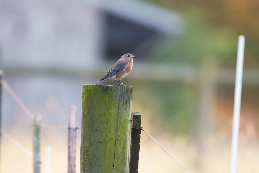 A small blue and brown bird is perched on top of a weathered wooden post with a blurred background.