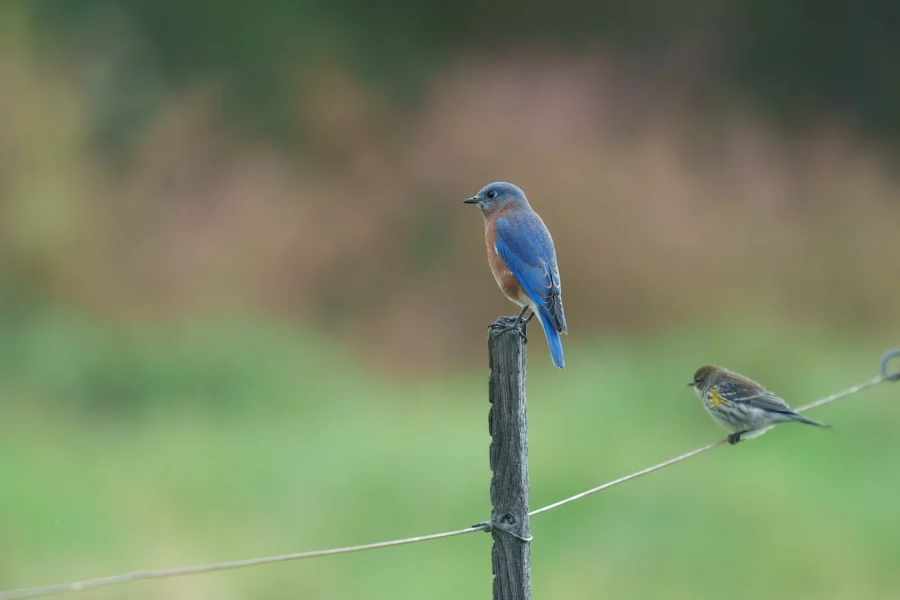 A blue and orange bird perches on a wooden post while a smaller yellow-brown bird sits on a wire below, with a blurred green and brown background.