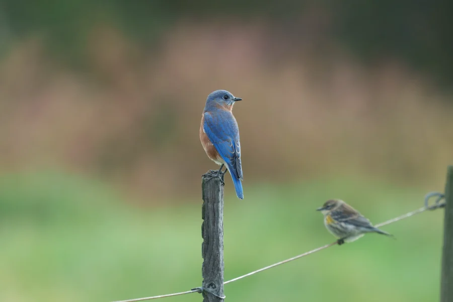 A blue and orange bird perches on a wooden post, while a smaller brown bird sits on a nearby wire against a blurred green background.