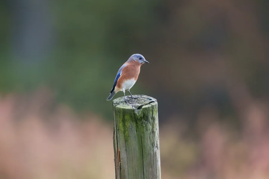 A small bird with blue, rust, and white feathers is perched on top of a weathered wooden post with a blurred natural background.