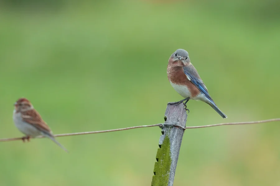 Two small birds perch on a wire fence; one is sharply focused with blue and rust-colored feathers, while the other is blurred in the background. Green backdrop.