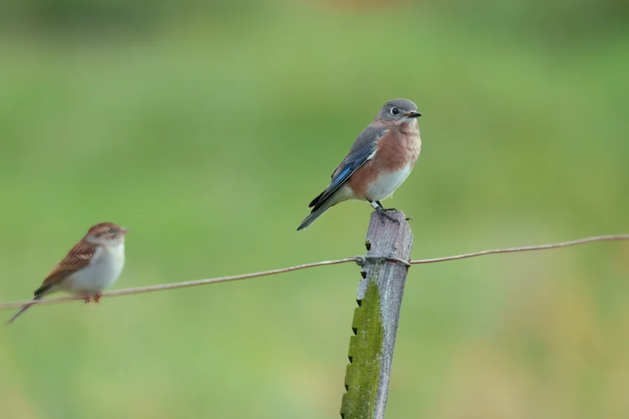 A small blue and brown bird perches on a wooden fence post while another small brown bird sits on a wire against a blurred green background.