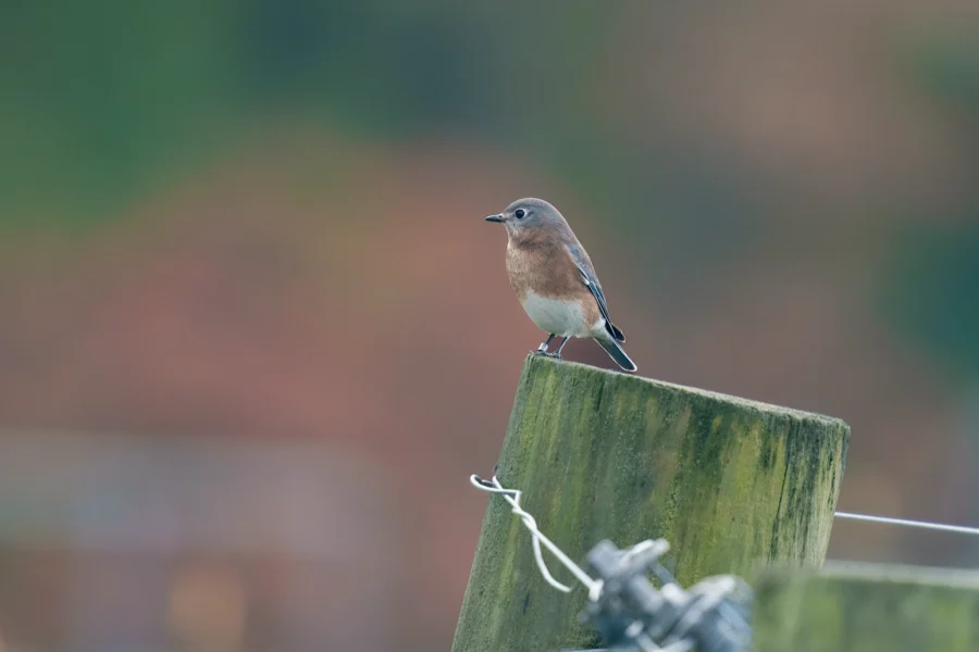 A small brown and white bird is perched on top of a weathered wooden post with blurred greenery in the background.