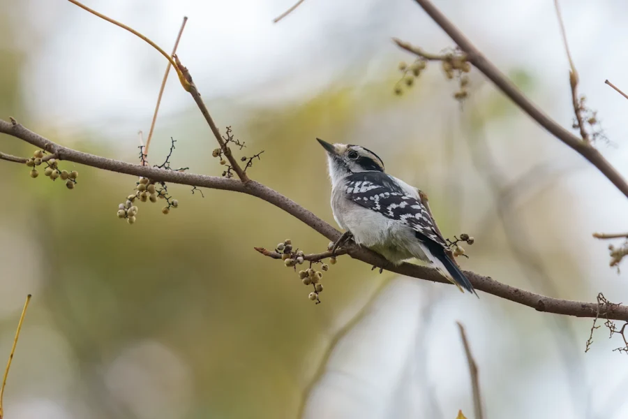 BOR - 10-15-2025 - 0421920 A small black-and-white bird is perched on a branch with sparse berries and buds against a blurred background.