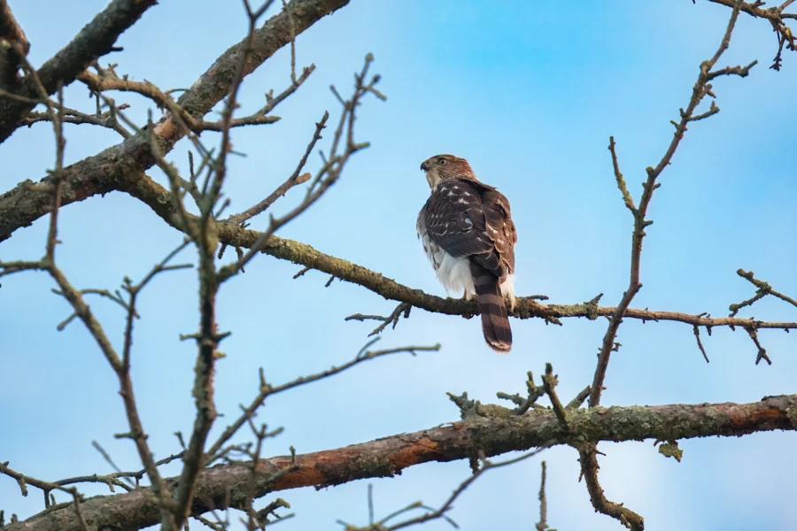 BOR - 10-16-2025 - 0011920 A small hawk is perched on a bare tree branch against a clear blue sky, looking off to the left.