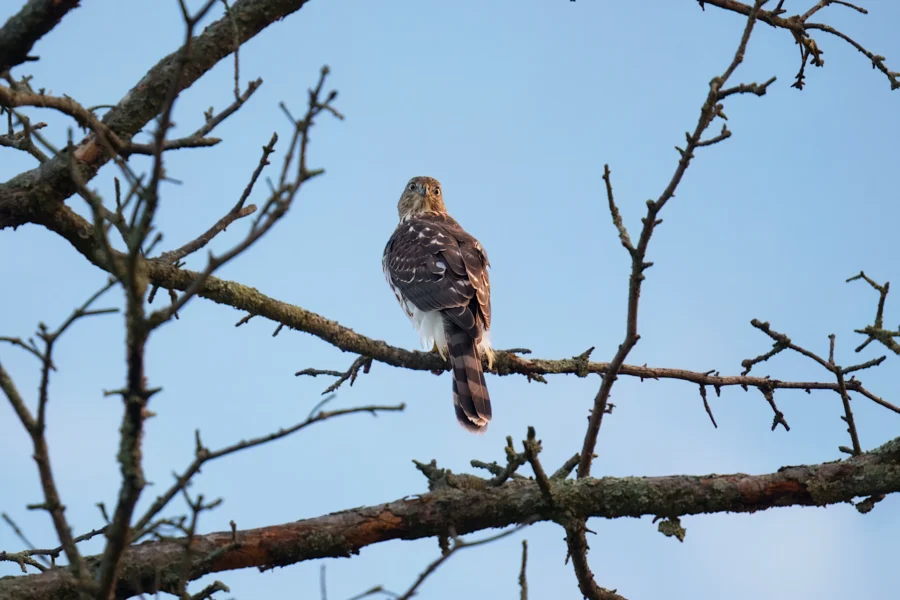 BOR - 10-16-2025 - 0021920 A bird of prey with brown and white feathers is perched on a bare tree branch against a clear blue sky.