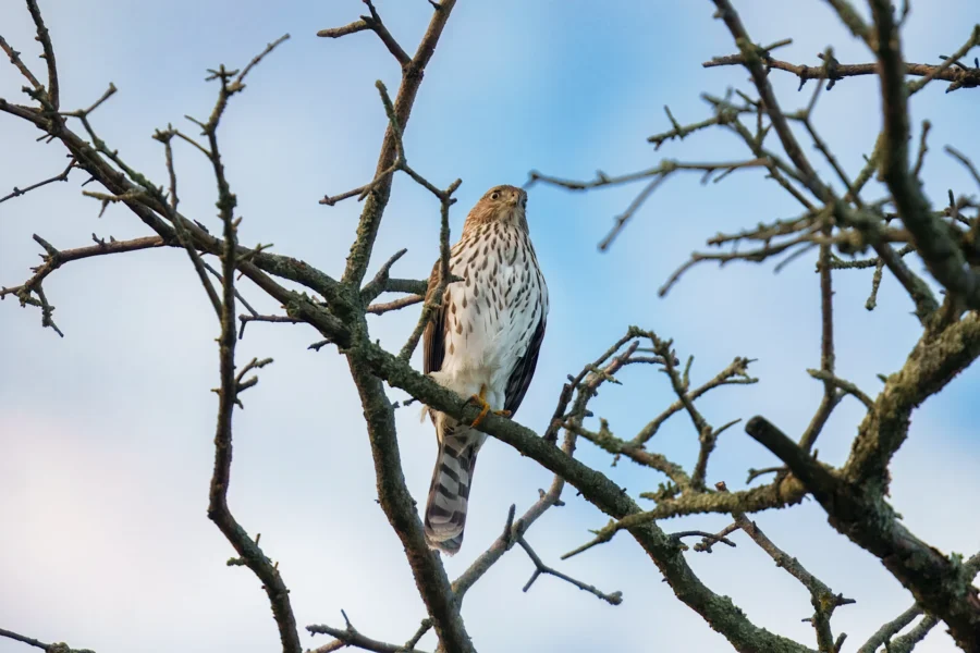 BOR - 10-16-2025 - 0041920 A hawk with brown and white feathers perches on a bare tree branch against a blue sky with sparse clouds.