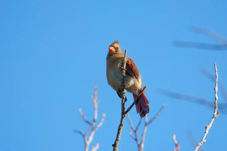 A female cardinal bird with brown and red feathers sits on the tip of a bare tree branch against a clear blue sky.