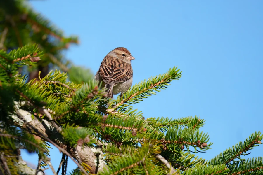 A small brown bird is perched on the branch of a pine tree with green needles, set against a clear blue sky.