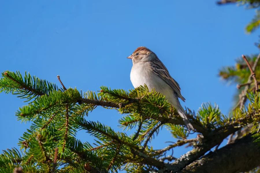 A small brown and white bird perched on the branch of a pine tree against a clear blue sky.