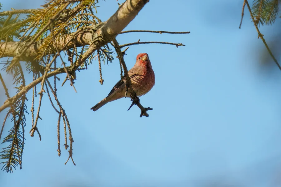 A small bird with reddish plumage is perched on a thin tree branch against a clear blue sky.