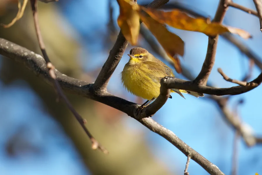 BOR - 10-16-2025 - 0121920 A small yellow-breasted bird perches on a bare tree branch with a blue sky and blurred background.