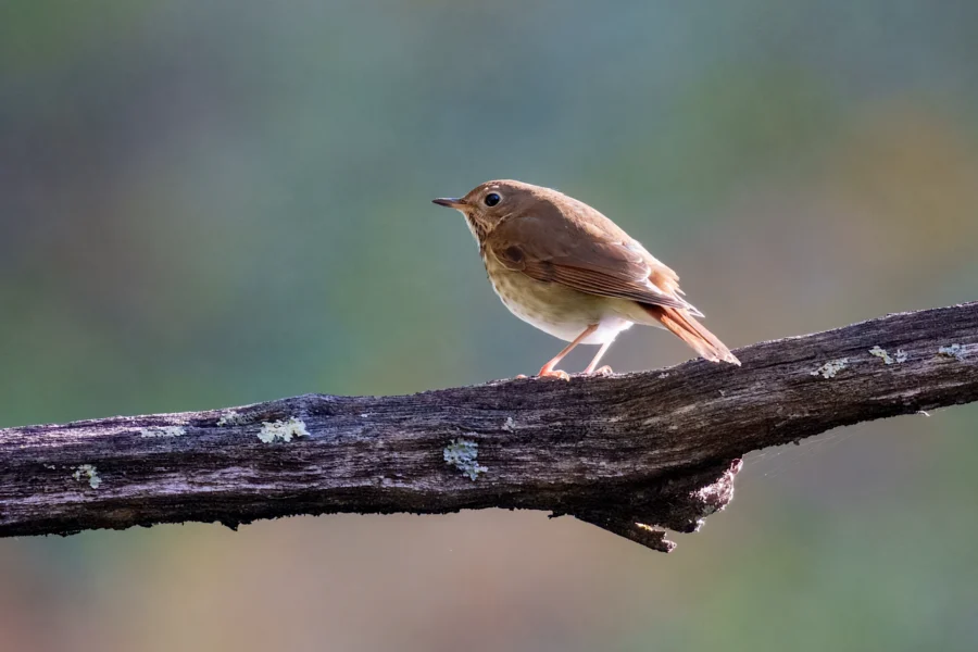 BOR - 10-16-2025 - 0151920 A small brown bird with a pale belly is perched on a lichen-covered branch against a blurred natural background.