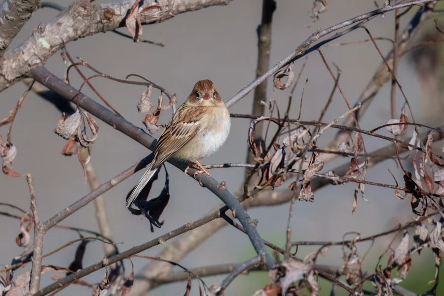 A small brown and white bird perched on a branch surrounded by dry, curled leaves.