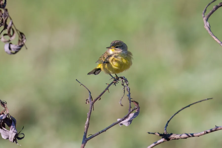 BOR - 10-17-2025 - 0041920 A small yellow bird is perched on a thin, bare branch with a blurred green background.