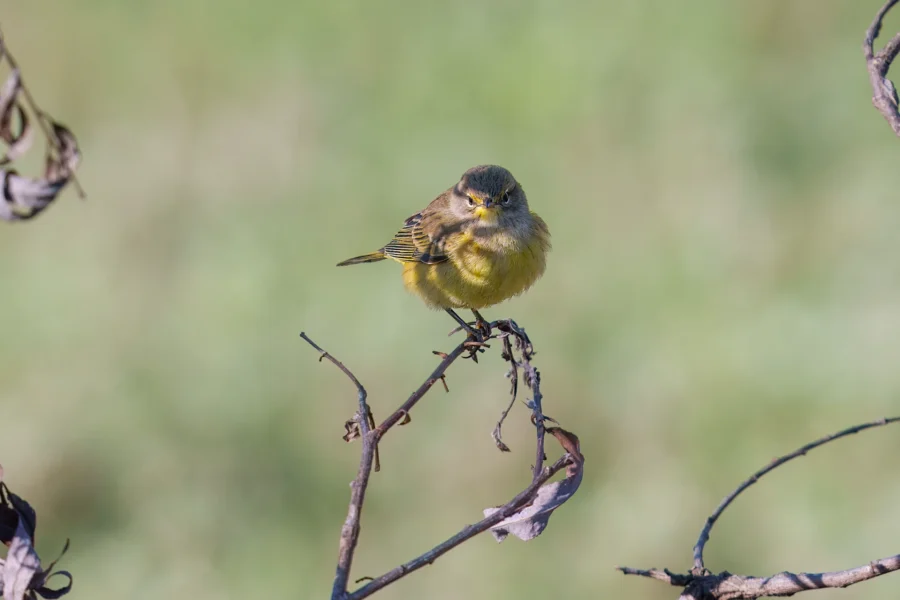 BOR - 10-17-2025 - 0051920 A small yellow and brown bird is perched on a thin, bare branch against a blurred green background.