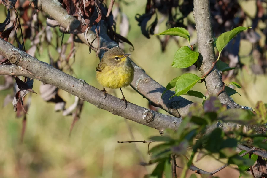 BOR - 10-17-2025 - 0081920 A small yellowish bird perched on a tree branch with both green and dried leaves, set against a blurred natural background.