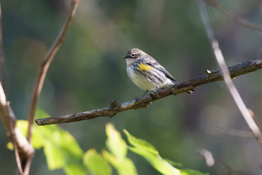 BOR - 10-17-2025 - 0101920 A small bird with yellow markings on its side perches on a tree branch, surrounded by blurred greenery in the background.