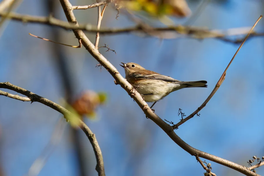 BOR - 10-17-2025 - 0111920 A small brown and white bird perches on a thin branch against a blue sky, surrounded by several bare and leafy twigs.
