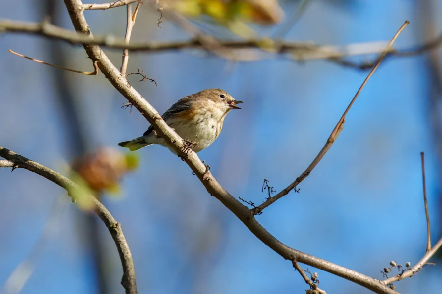 BOR - 10-17-2025 - 0131920 A small brown bird perches on a tree branch with its beak open, set against a clear blue sky.