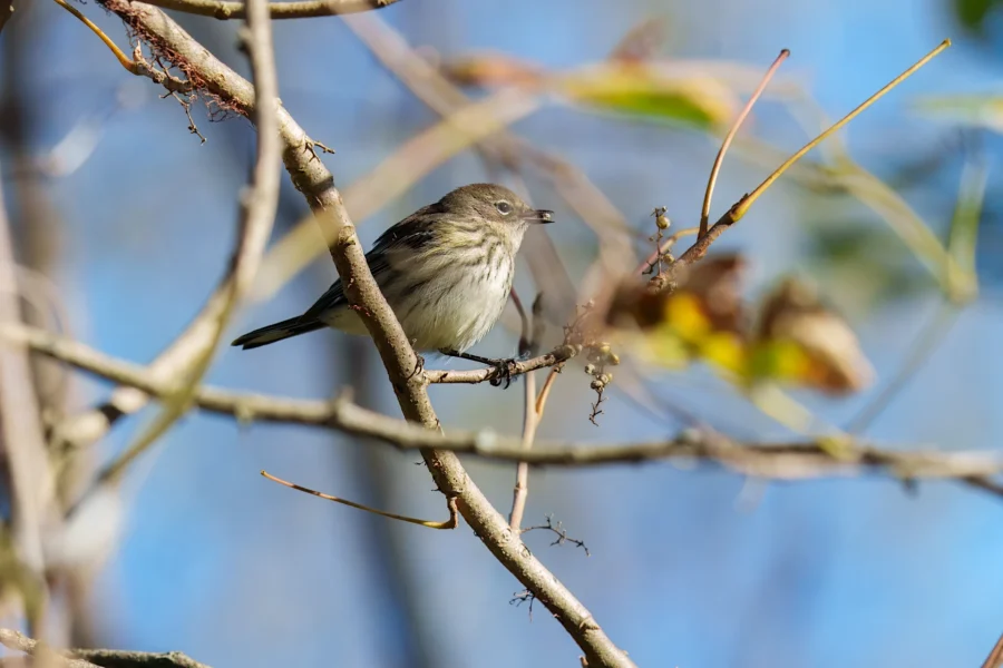 BOR - 10-17-2025 - 0171920 A small bird perches on a thin branch among sparse leaves and twigs, with a clear blue sky in the background.