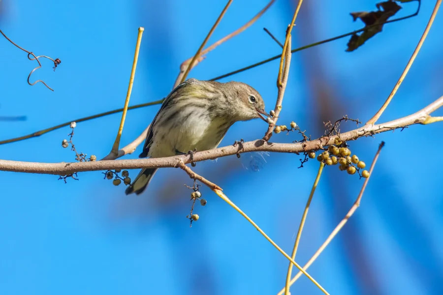 BOR - 10-17-2025 - 0181920 A small bird perched on a branch pecks at clusters of yellow berries against a bright blue sky.