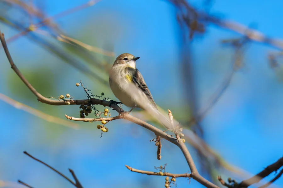 BOR - 10-17-2025 - 0201920 A small bird with grey, white, and yellow feathers is perched on a branch with sparse berries against a clear blue sky.