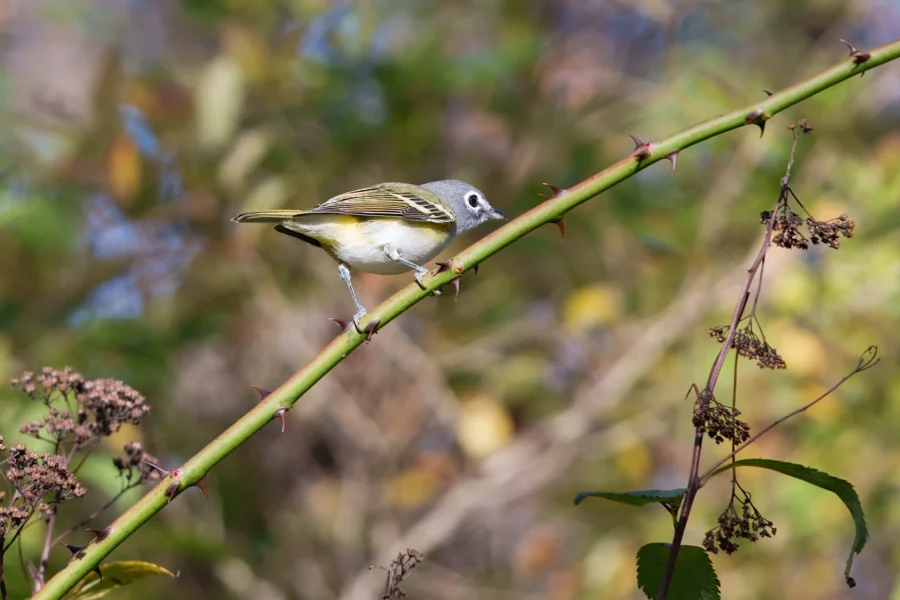 BOR - 10-17-2025 - 0221920 A small bird with gray and yellow plumage perches on a thorny branch against a blurred background of green and brown foliage.