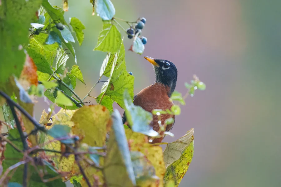 BOR - 10-22-2025 - 0011920 A robin with a reddish breast and dark head perches among green leaves, looking up at a cluster of dark berries.
