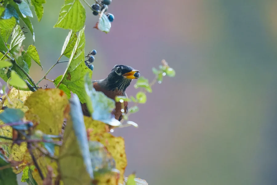 BOR - 10-22-2025 - 0021920 A bird with an orange beak is partially hidden among green and yellow leaves, near some small dark berries.