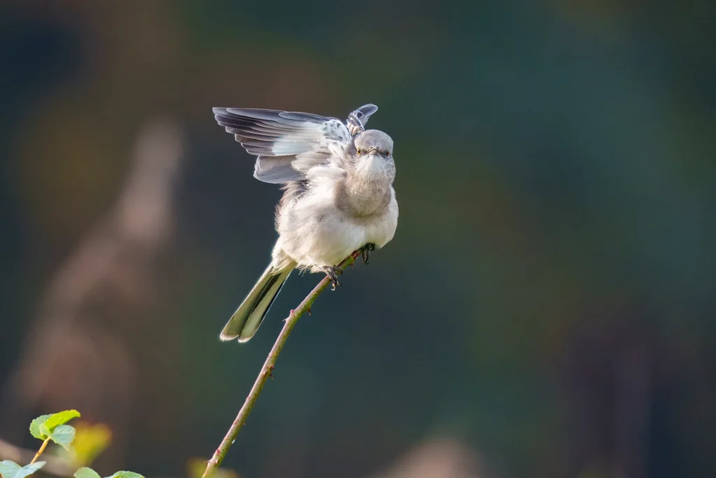 A small bird perches on a thin branch, with one wing raised and its head facing forward against a blurred green background.