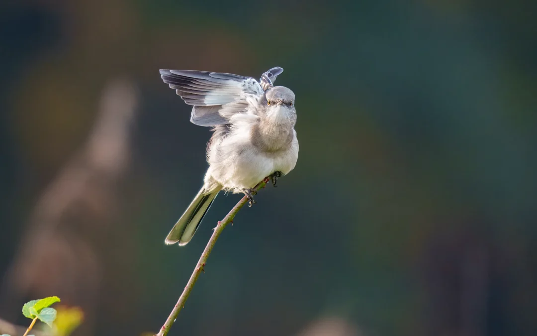 Frequently Asked Questions About Northern Mockingbirds