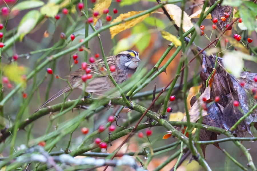 A small bird with a white and yellow-striped head perches on a branch among red berries and green leaves.