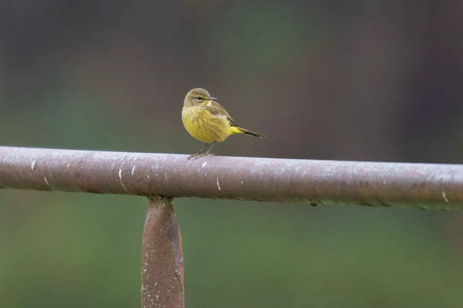 BOR - 10-22-2025 - 0071920 A small yellow bird is perched on a rusty metal railing with a green and brown blurred background.