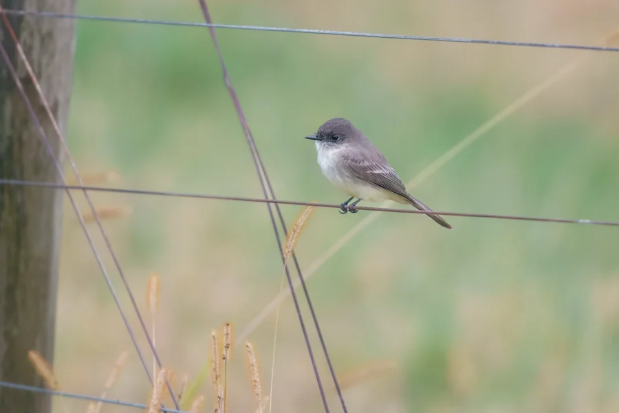 BOR - 10-22-2025 - 0121920 A small bird with a grayish head and back, white belly, and dark wings perches on a wire fence against a blurred green background.