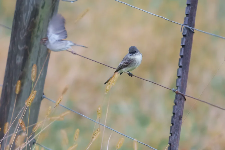 BOR - 10-22-2025 - 0141920 Two small birds perch on a barbed wire fence; one is in focus on the wire while the other is blurred in motion near a wooden post. Tall grass is visible in the background.