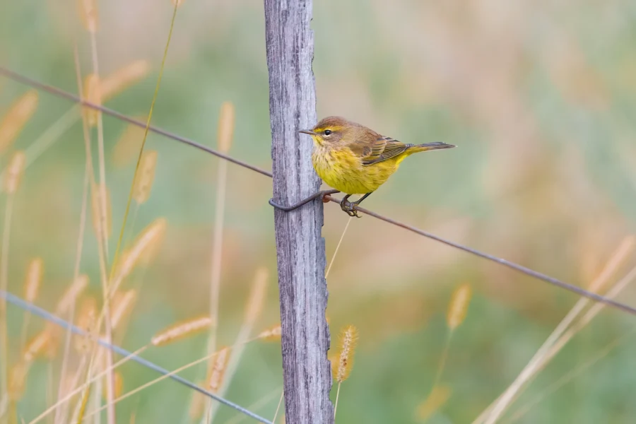 BOR - 10-22-2025 - 0171920 A small yellow and brown bird is perched on a wooden fence post with a blurred grassy background.