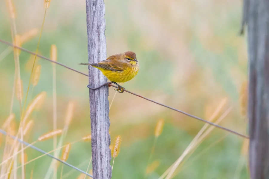 BOR - 10-22-2025 - 0181920 A small yellow and brown bird perches on a wire between two wooden fence posts in a grassy field.