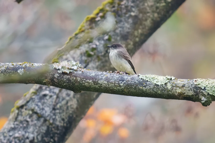 BOR - 10-22-2025 - 0221920 A small bird with brown and white plumage is perched on a lichen-covered tree branch, surrounded by blurred branches and soft autumn colors in the background.
