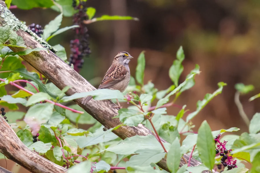 A small brown and white bird perches on a branch surrounded by green leaves and clusters of dark berries.