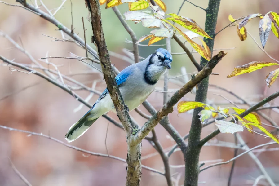 A blue jay perched on a slender tree branch surrounded by sparse yellow and green leaves.