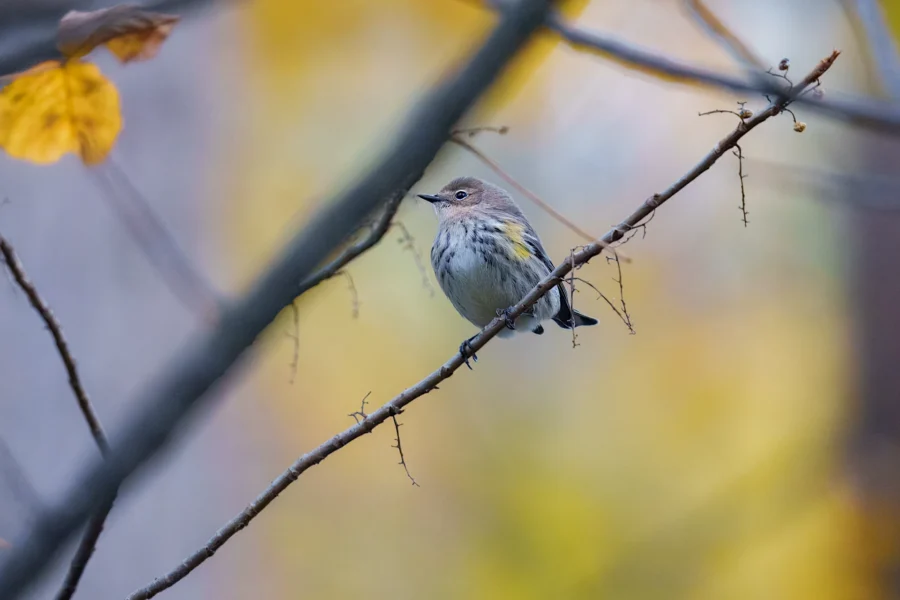 BOR - 10-23-2025 - 0011920 A small songbird with yellow patches on its sides perches on a thin bare branch, with a blurred background of yellow and blue hues.