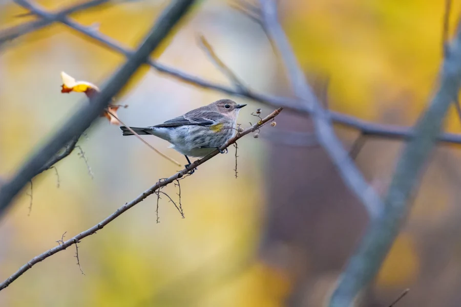 BOR - 10-23-2025 - 0031920 A small bird with yellow and gray plumage perches on a thin, bare branch against a blurred background of yellow and blue tones.