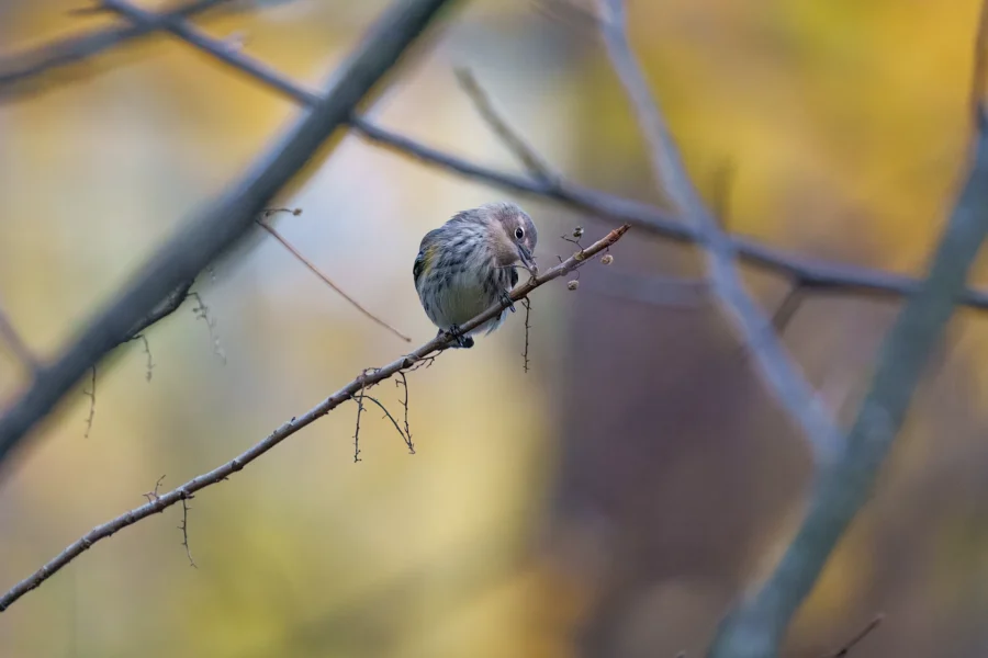 BOR - 10-23-2025 - 0061920 A small bird perched on a thin branch, surrounded by out-of-focus tree branches and a soft yellow and brown background.