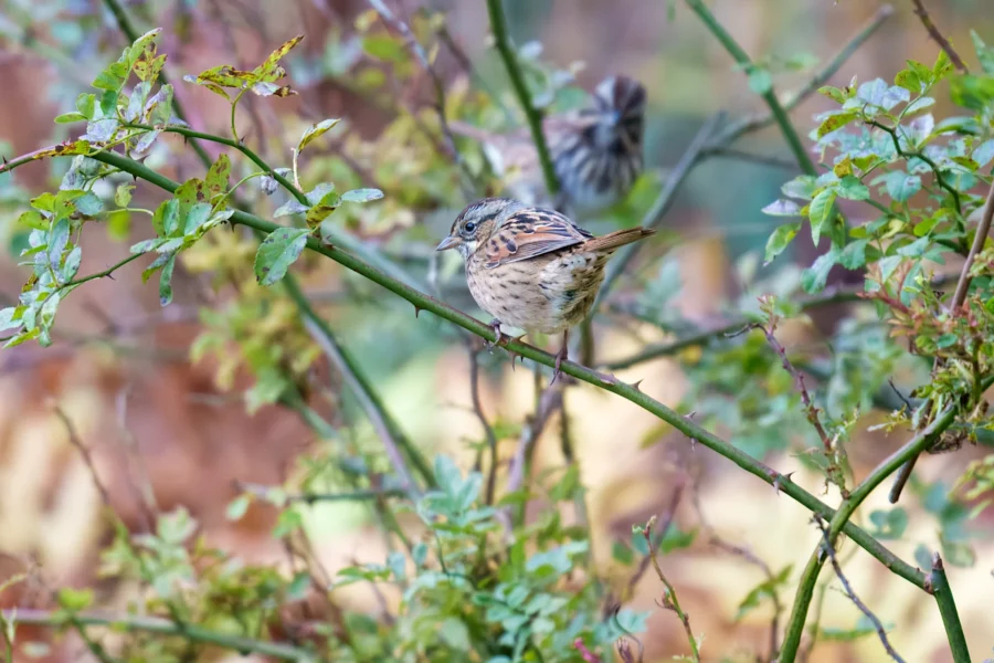A small brown bird with streaked feathers perches on a branch amid green leaves and blurred foliage in the background.